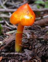 Hygrocybe autoconica, single half-grown mushroom.